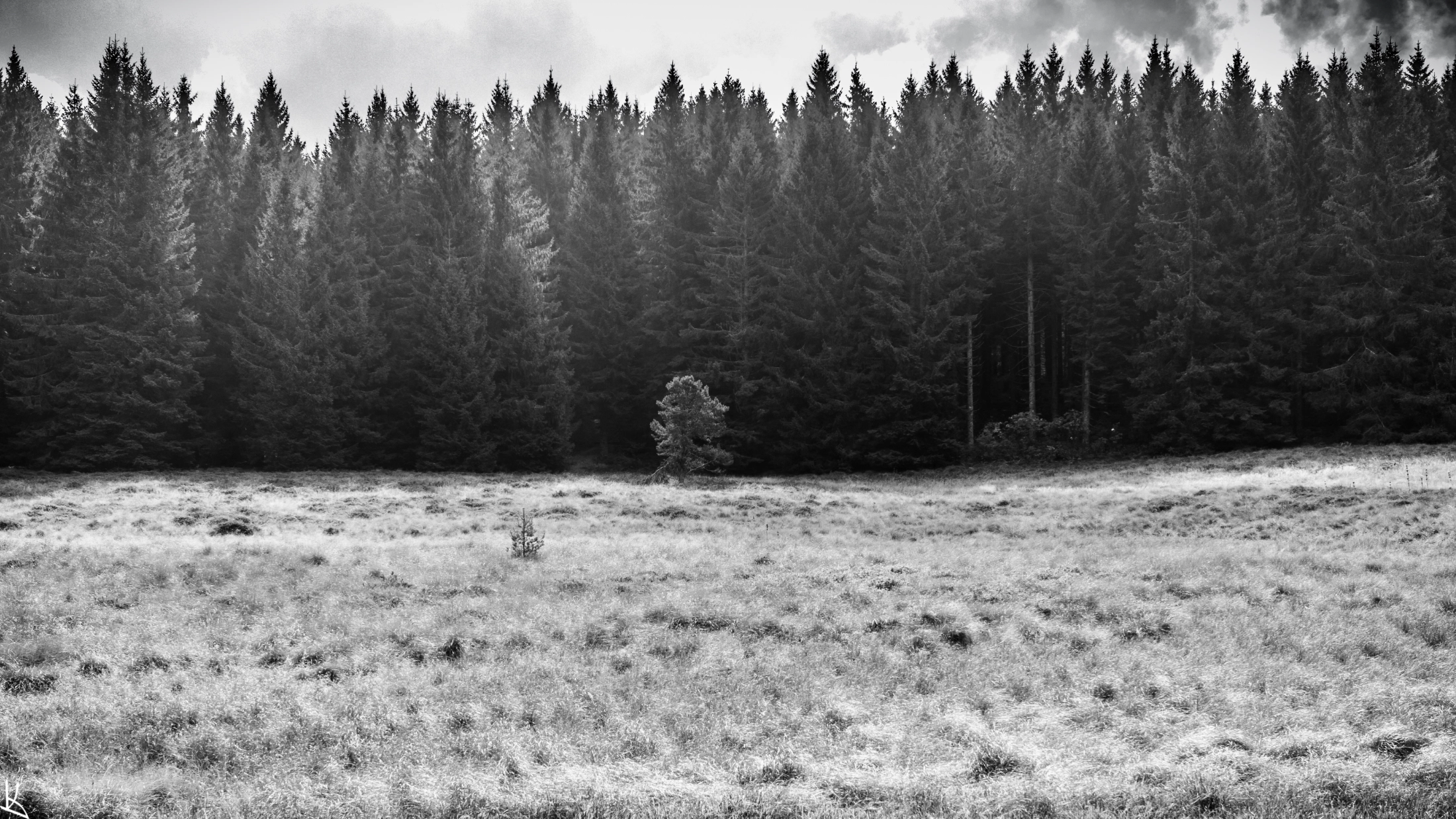 Clairière dans la forêt de la montagne des Fraux